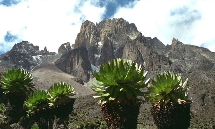 VEGETATION OF MOUNT KENYA